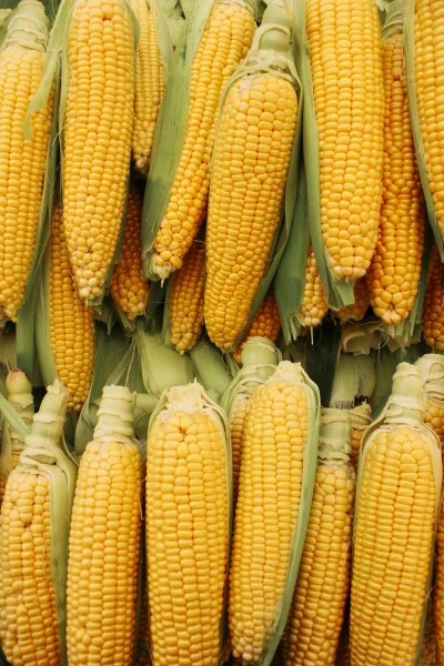 Corn