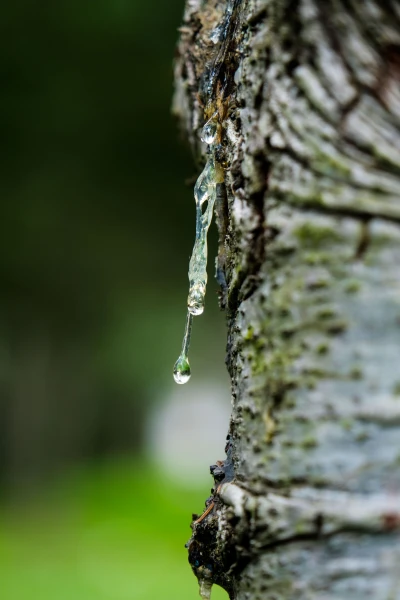 Oleo Pine Resin