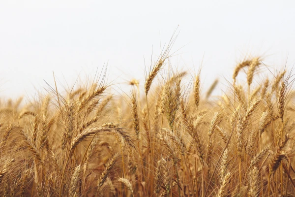 Wheat