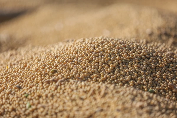 Soybean
